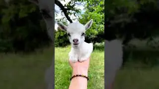 Cute little baby goats screaming for attention