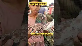 taharpur pigeon market🕊🕊#kabootar #kabutarmarket #kabutar 🔥🔥🔥🔥