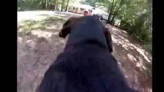 Our dog Jake wearing a chesty on his back using a Go Pro Hero3 camera