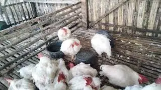 Super chicken today January 4 2026