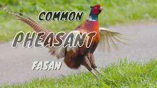 Common Pheasant Call #birds #birdsounds