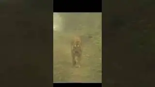 The strength of a tiger!! 🔥 #wildlife #animals #tiger #nature #wildanimals