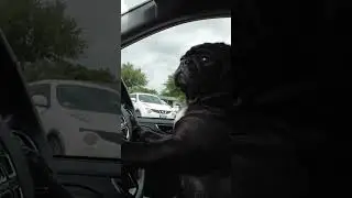 Drive-thru emergency situations. #fyp #shorts #fastfood #drivethru #order #emergency #dog #pug #pets