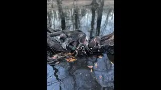Wood Duck Hunting in Beaver Pond