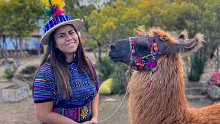 Llamas de Cuchumatanes🦙 (Guatemala) vestimos a producción 😱😂