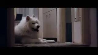 SAMOYED SLEEPING POSITIONS #2 | #LeoSamoyed [MLRaw]