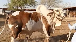Fakhr E Pakistan By AS Cattle Farm Has Been Sold Out || Alhamdulillah || Qurbani 2022