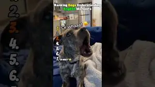 Рейтинг собак, понимающих английский язык 😂