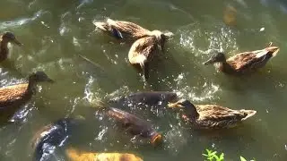 Welt-Vogelpark Walsrode - Crazy Fish and Ducks