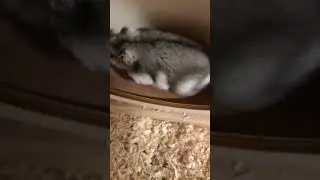 Alvin the hamster ✨ sorry for not posting in a long time 😅