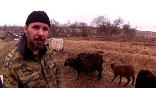 У наших овец - рунец.  Капец!