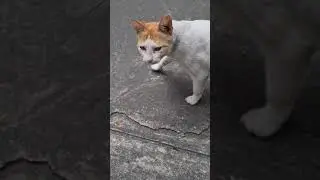 Saw A Ginger White Cat Near My Workplace #猫 #cats #kittens #pets #animals #trending #shorts