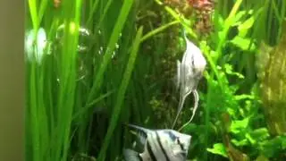 Breeding angel fish
