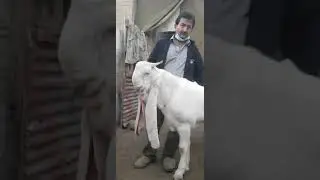 NO 1 GULABI GOAT KID || FUTURE BREEDER || LIVESTOCK INFORMATION BY MUHAMMAD ALI