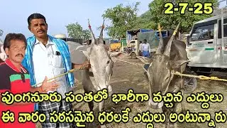 Punganur Bulls market every Wednesday ఇక్కడ రేట్లు చాలా తక్కువ క్వాలిటీ ఎద్దులు  #rktelugutravaller