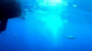 ASAKUA VideRay - VideoRay Pro 4 HD ROV Films a Tuna Getting Speared