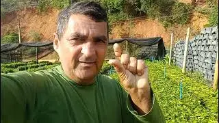 COMO ENCHE OS TUBETE  PRA PLNTA ES MUDINHAS DE CAFÉ
