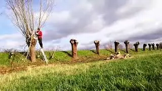 Knotwilgen knotten en verhakselen in de Meersen (Sinaai) om er later zelf houtpellets van te maken.