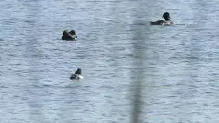 Kuifeend (Tufted Duck)