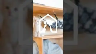 Barkitecture Events - Custom Pet Architecture