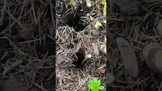 The Damage Voles Can Do to Hosta Plants #gardening #voles #youbastards
