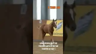 Сделано, а не куплено #лошадь #всадники #верховаяезда