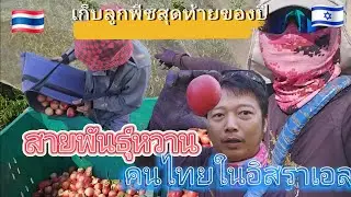 เก็บลูกพีชหวานครั้งสุดท้ายของปี ภาคกลางสวนผลไม้  บรรยากาศเช้าๆ   #แรงงานไทยในอิสราเอล 🇹🇭🇮🇱🇯🇵🇰🇷🇼🇸