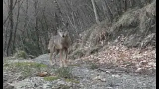 Lupo appenninico - Italian wolf - Lunigiana, Italia