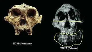 11 4 Australopithecus robustus