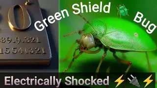 ⚡Green Shield Bug🔌 کرنٹ کی زد میں⚡