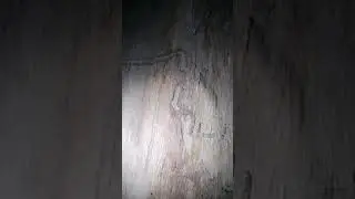 Жуки короеды