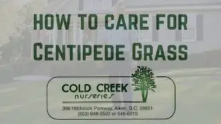 How to Care for Centipede Grass