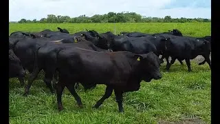 LOTE S06 - 70 GARROTES ½ ABERDEEN ANGUS 342 Kg