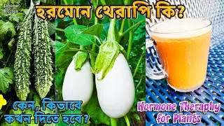 হরমোন থেরাপী কি? কেন দরকার? কিভাবে দিতে হবে? কখন কখন দিতে হবে? Hormone Theraphy for Plants - Labony