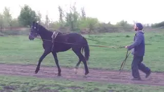 Student foals  We continue training young trotters  Part 2
