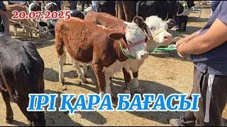 ІРІ ҚАРА БАҒАСЫ / БҮГІНГІ МАЛ БАЗАР