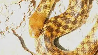 Snakes in nature environment | snake documentary #wildlife 
