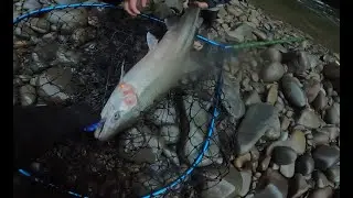 MONSTER Winter Steelhead Fishing in the Quinault Rainforest 2025 Part 2