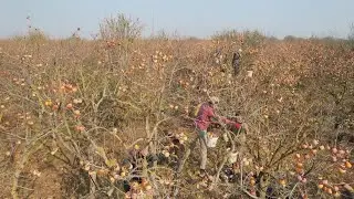 جولة على بساتين المنغا في منطقة حارم بريف إدلب