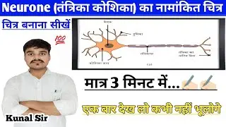 Neuron Diagram | तंत्रिका कोशिका का चित्र कैसे बनाएं | Class 10th science jaiv prakram| 11th 12th