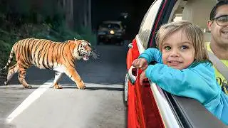 Seher sees BIG TIGER first time | Seher Alwar Adventures Part 2