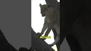She Gave Birth Alone While He Cuddled Another 🦁💔 #lioness #wildlife #birth #savannah #emotional