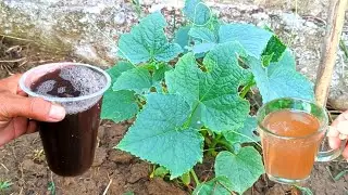 How to Make a Very Effective Liquid Organic Fertilizer from Banana Peels and Onion Peels