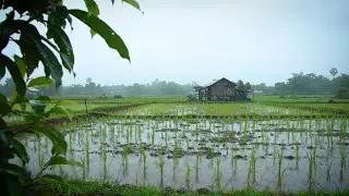 Rain Sounds for Deep Focus & Productivity | 1 Hours of Ambient Rain Noise