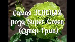 Самая Зеленая Роза Super Green (Супер Грин) Alessandro Ghione