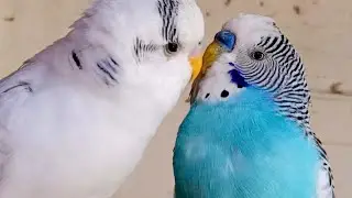 Love Birds | Australian Parrots | Budgies Breeding Pair | Budgies Family🦜🐦😘💕