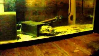 Mbu Puffer 2