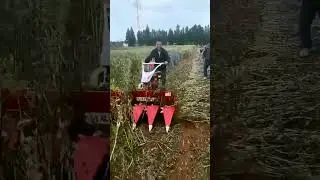 the process of harvesting sesame seeds; Efficient machinery, easy to work