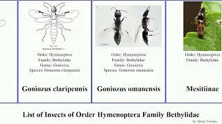 List of Insects of Order Hymenoptera Family Bethylidae niger laevis domesticus depressa Goniozus