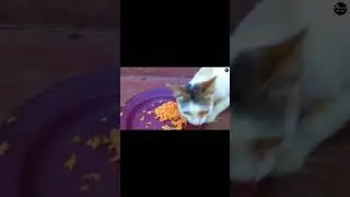 Hungry Cat Enjoys Rice | Funny Animal Show Moments - Short
